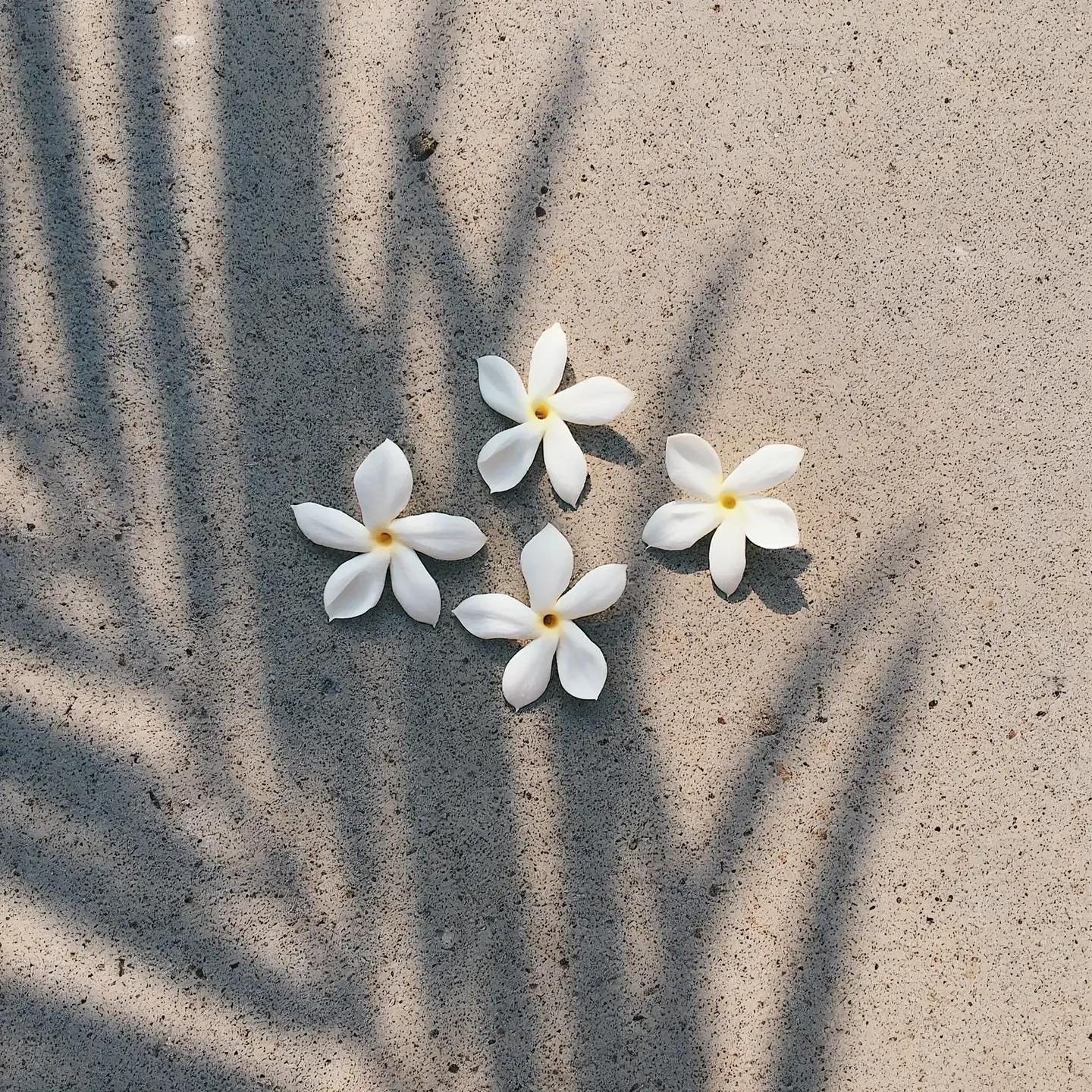 Pikake Jasmine Hydrating Mist
